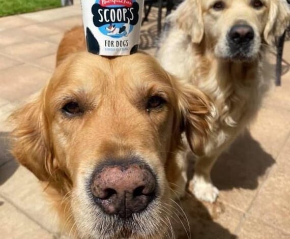 Scoops Dog Ice Cream